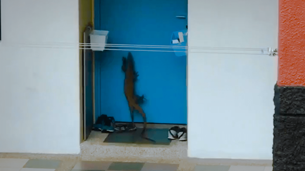 Bringing Our Zoo To&nbsp;You